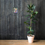 o let us adore him framed paper print