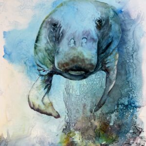 the blue manatee
